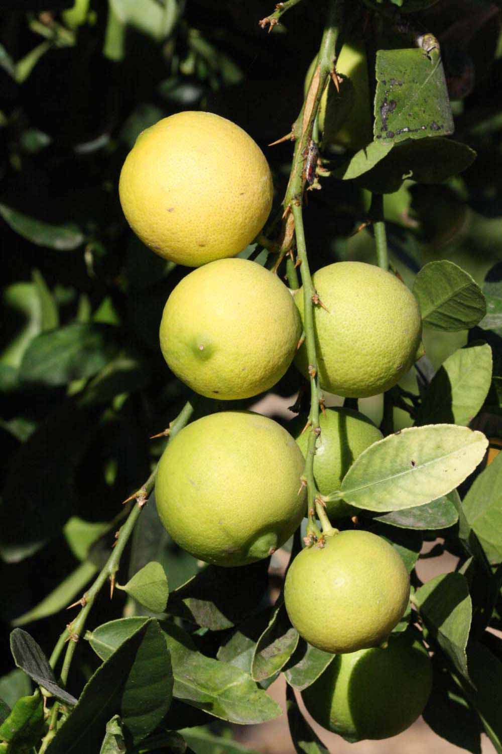            Fruit (Riverside, CA)   